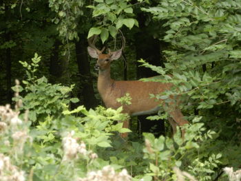 Deer standing on a tree