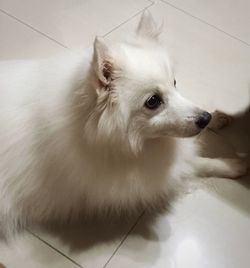 Close-up of white dog