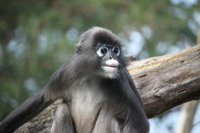 Close-up portrait of a monkey