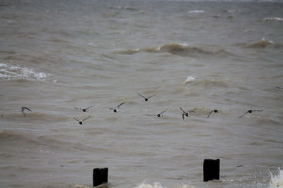 Seagulls flying over sea