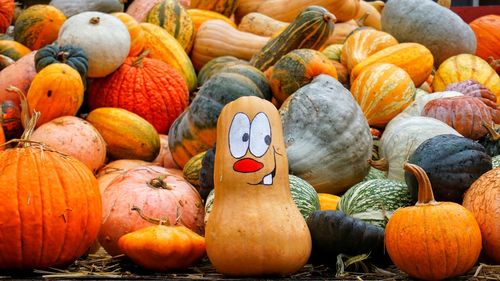 Pumpkins for sale at market