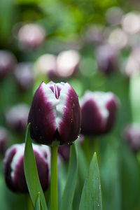 Close-up of purple tulip