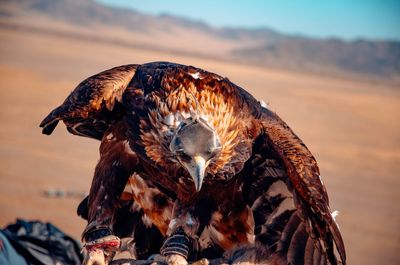 Close-up of eagle