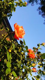 Low angle view of flowers blooming on tree against sky