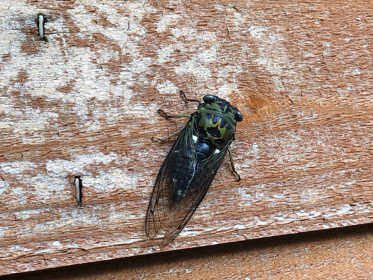 HIGH ANGLE VIEW OF FLY ON WOODEN TABLE