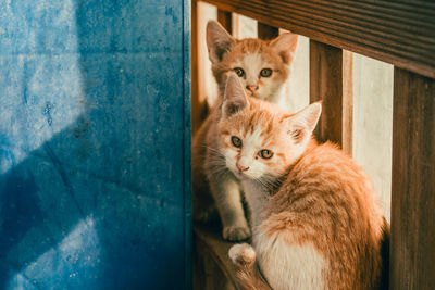 Portrait of cats on carpet