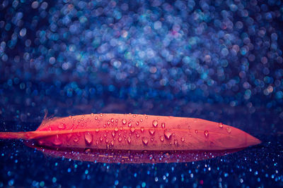 Close-up of water drops on leaf against black background