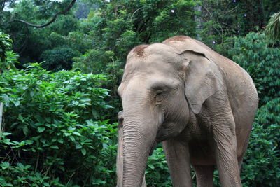 Adult female sumatra looking at camera at cisarua safari park indonesia