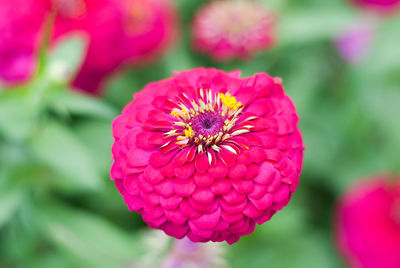 Close-up of pink flower