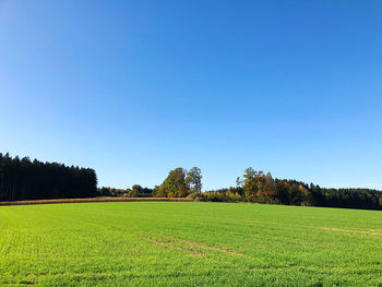 Scenic view of field against clear blue sky