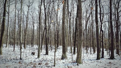 Trees in forest during winter