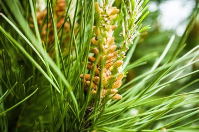 Close-up of plants growing on field