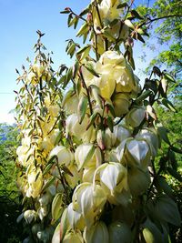 Low angle view of fresh flower tree