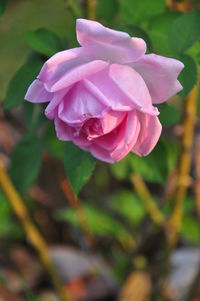 Close-up of pink rose