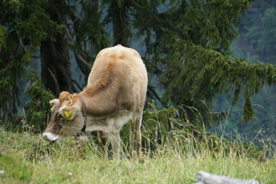 View of a sheep on field