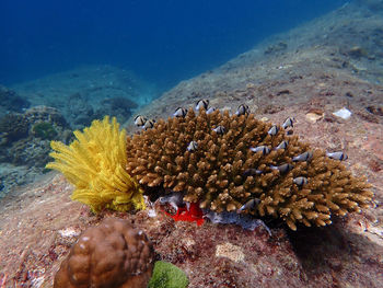 Fish and corals under blue sea, diving activity, underwater photography