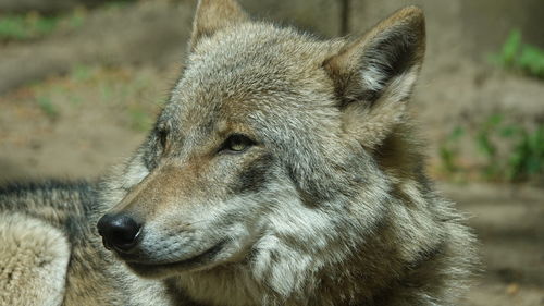 Close-up of a dog