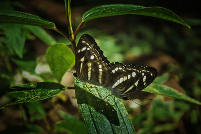 Close-up of butterfly perching on plant