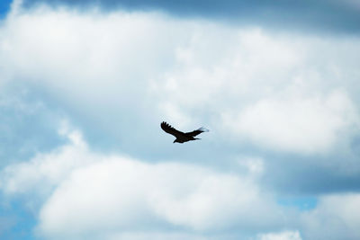 Low angle view of bird flying in sky