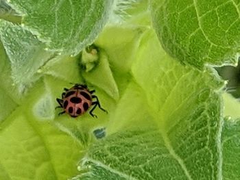 Close-up of insect on green leaf