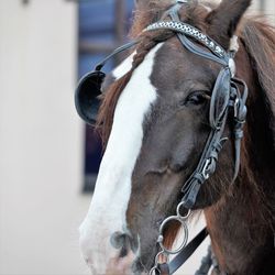 Close up view on head of horse in harness