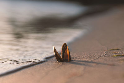 Close-up of a shell on the beach