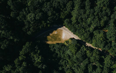 High angle view of moss growing on land