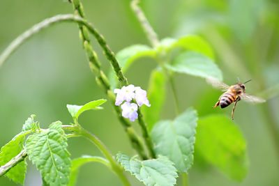 Close-up of bee pollinating on flower