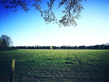 Scenic view of field against clear sky