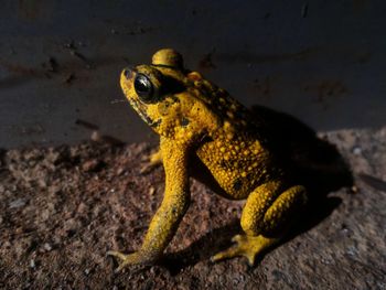 Close-up of frog on rock