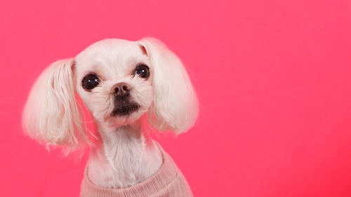 Close-up of dog against coral background