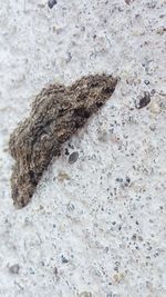 High angle view of lizard on rock