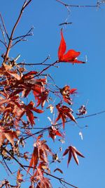 Low angle view of red tree against clear sky