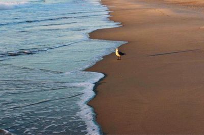 Scenic view of sea shore at beach