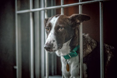 Portrait of dog looking through window