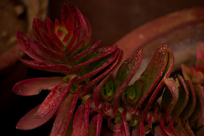 Close-up of red flower