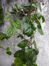 High angle view of leaves growing on plant against wall