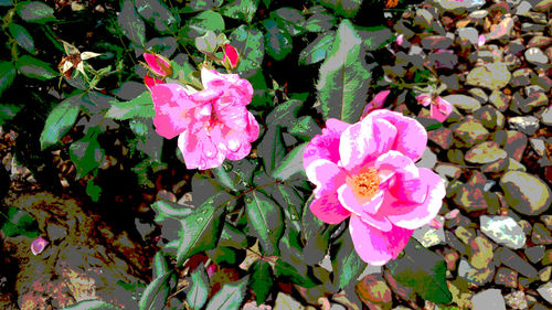 Close-up of pink flowers