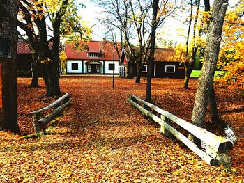 Autumn leaves on tree by building