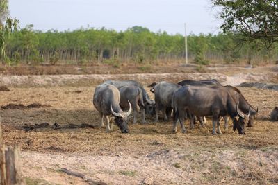 Horses in a field