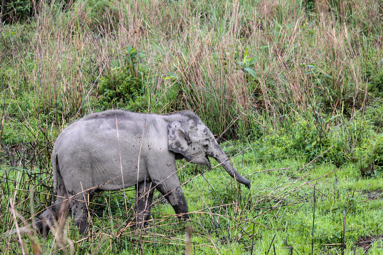 SIDE VIEW OF ELEPHANT ON ROCK