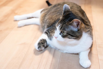 High angle view of cat resting on hardwood floor