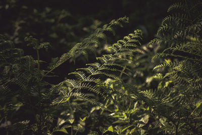 Close-up of fern