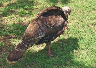 Animal grazing on grassy field