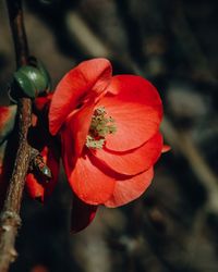 Close-up of red rose flower