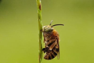 Close-up of insect on leaf