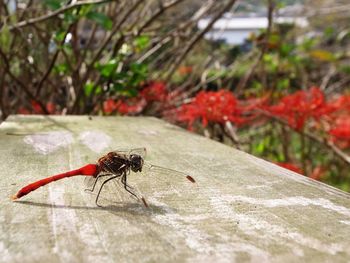 Close-up of insect on leaf