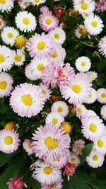 Close-up of fresh daisies blooming in park