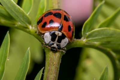 Close-up of ladybug on plant