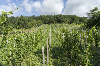 Scenic view of vineyard against sky